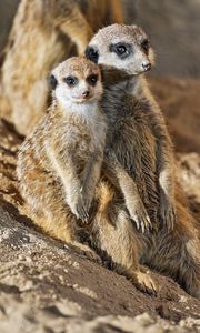 Preview wallpaper meerkats, animals, wildlife, funny