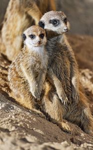 Preview wallpaper meerkats, animals, wildlife, funny