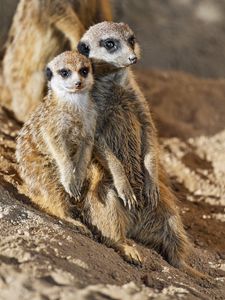 Preview wallpaper meerkats, animals, wildlife, funny