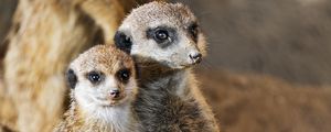 Preview wallpaper meerkats, animals, wildlife, funny