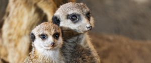 Preview wallpaper meerkats, animals, wildlife, funny