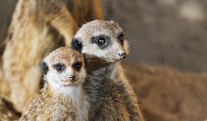 Preview wallpaper meerkats, animals, wildlife, funny