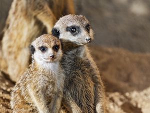 Preview wallpaper meerkats, animals, wildlife, funny