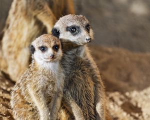 Preview wallpaper meerkats, animals, wildlife, funny