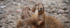 Preview wallpaper meerkats, couple, care