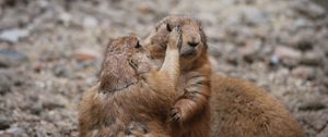 Preview wallpaper meerkats, couple, care