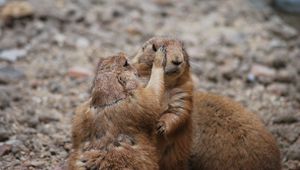 Preview wallpaper meerkats, couple, care