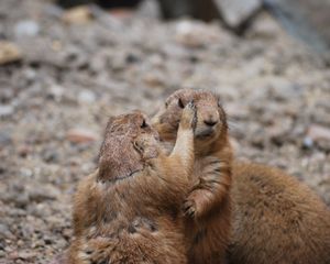 Preview wallpaper meerkats, couple, care