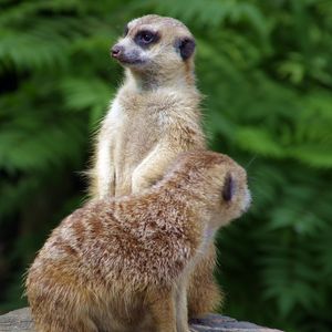 Preview wallpaper meerkats, couple, grass