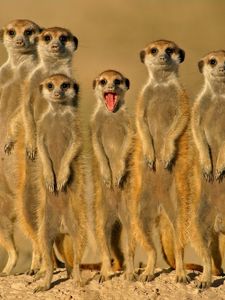 Preview wallpaper meerkats, crowd, set on, danger