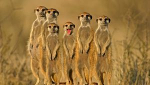 Preview wallpaper meerkats, crowd, set on, danger