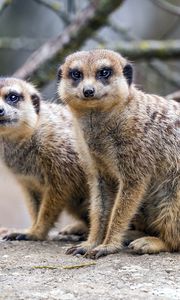 Preview wallpaper meerkats, cute, wildlife, animals, blur