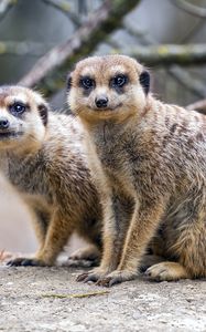 Preview wallpaper meerkats, cute, wildlife, animals, blur