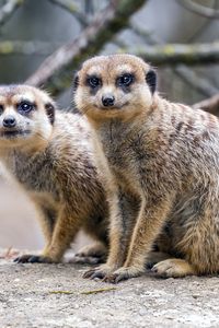 Preview wallpaper meerkats, cute, wildlife, animals, blur