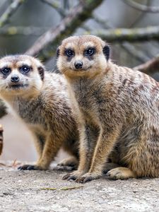 Preview wallpaper meerkats, cute, wildlife, animals, blur