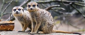 Preview wallpaper meerkats, cute, wildlife, animals, blur