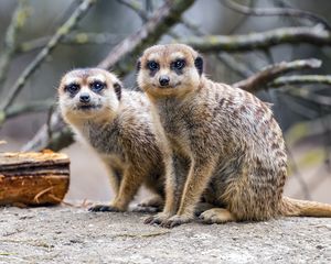 Preview wallpaper meerkats, cute, wildlife, animals, blur