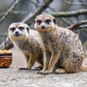 Preview wallpaper meerkats, cute, wildlife, animals, blur