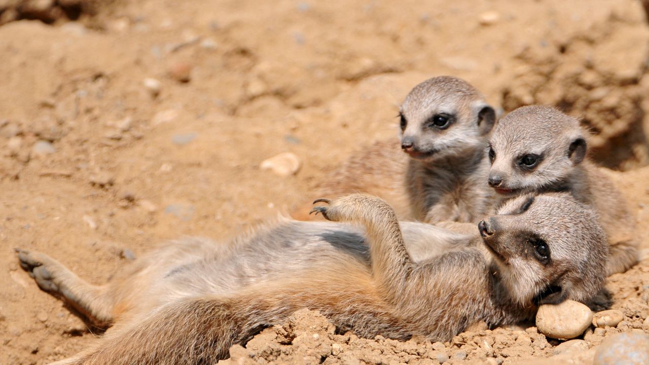 Wallpaper meerkats, dirt, sand