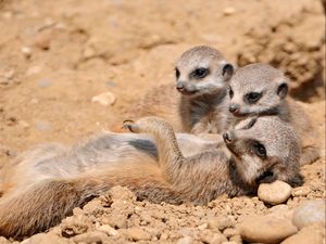 Preview wallpaper meerkats, dirt, sand
