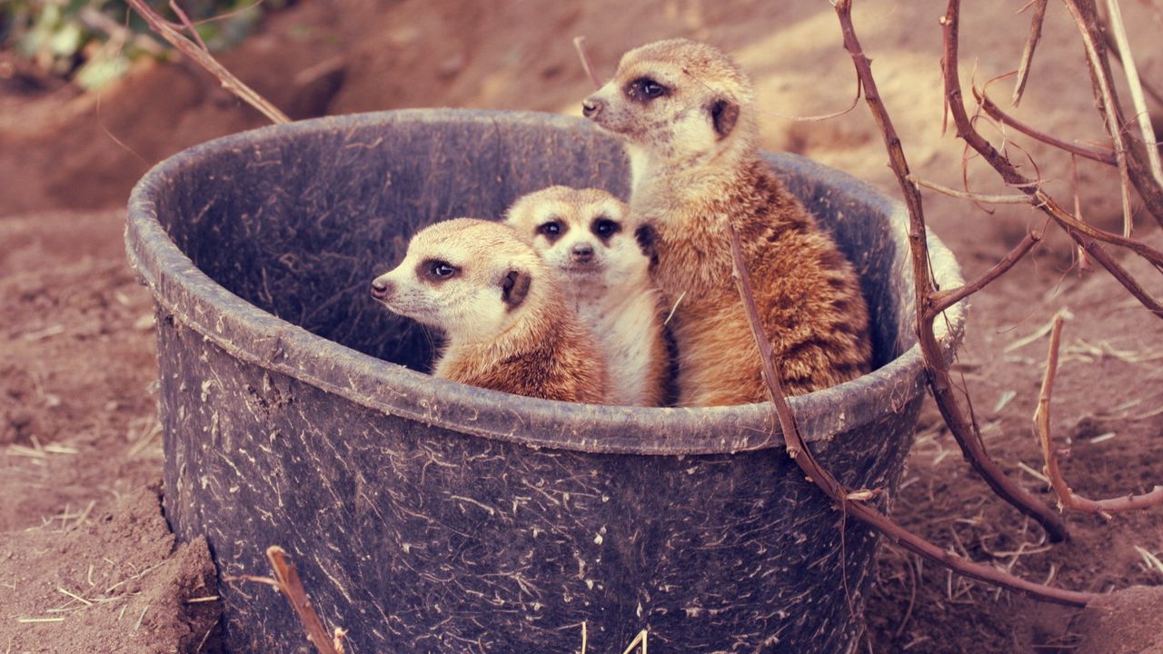 Wallpaper meerkats, family, bucket, branch