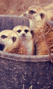 Preview wallpaper meerkats, family, bucket, branch