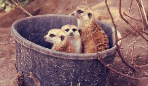 Preview wallpaper meerkats, family, bucket, branch