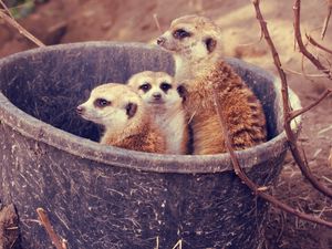 Preview wallpaper meerkats, family, bucket, branch