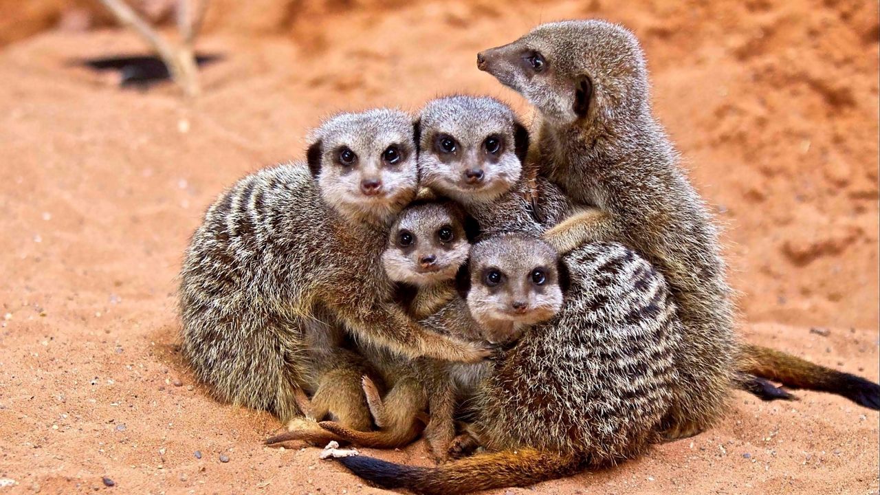 Wallpaper meerkats, family, cubs, hugs