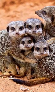 Preview wallpaper meerkats, family, cubs, hugs