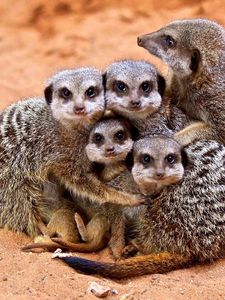 Preview wallpaper meerkats, family, cubs, hugs