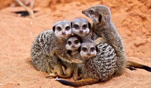 Preview wallpaper meerkats, family, cubs, hugs