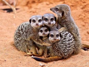 Preview wallpaper meerkats, family, cubs, hugs