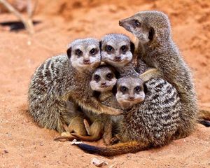 Preview wallpaper meerkats, family, cubs, hugs