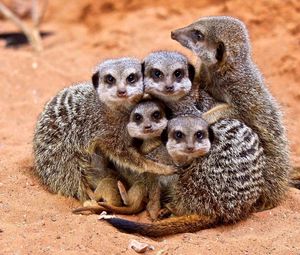 Preview wallpaper meerkats, family, cubs, hugs