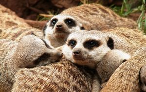 Preview wallpaper meerkats, family, fur