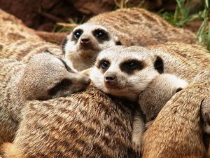 Preview wallpaper meerkats, family, fur