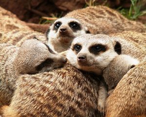 Preview wallpaper meerkats, family, fur