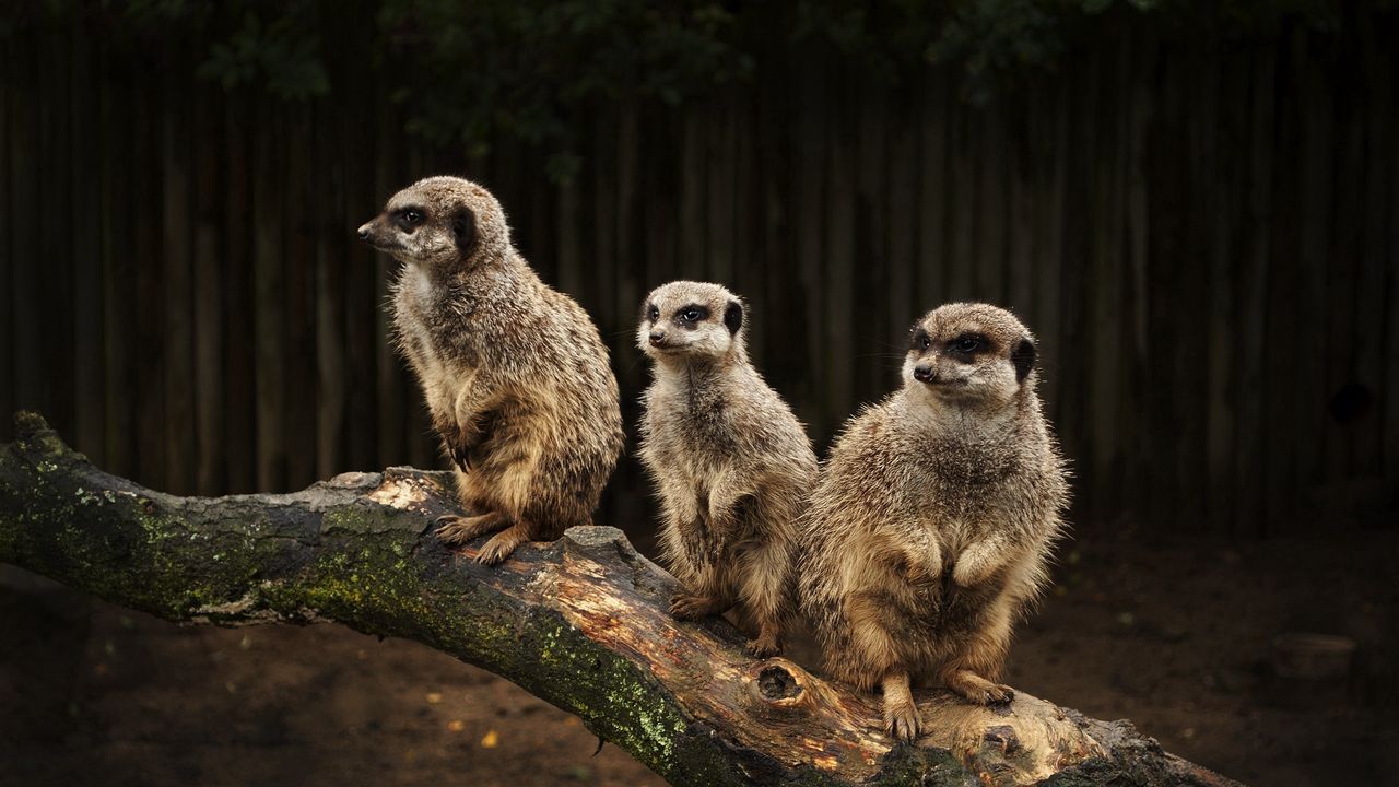 Wallpaper meerkats, family, hunting, fear