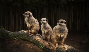 Preview wallpaper meerkats, family, hunting, fear