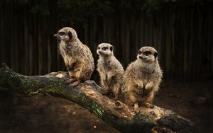 Preview wallpaper meerkats, family, hunting, fear