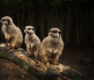 Preview wallpaper meerkats, family, hunting, fear