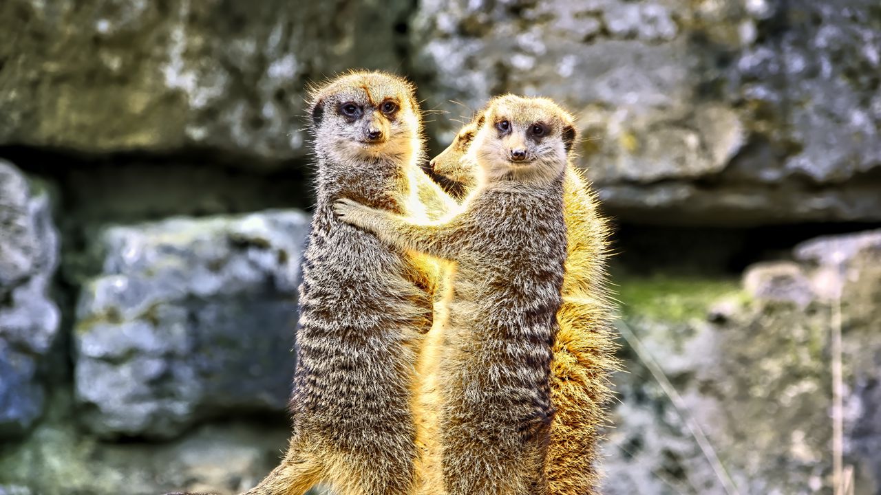 Wallpaper meerkats, hugs, funny, wildlife