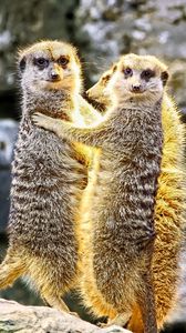 Preview wallpaper meerkats, hugs, funny, wildlife