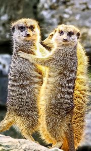 Preview wallpaper meerkats, hugs, funny, wildlife