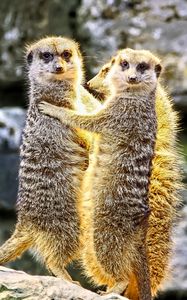 Preview wallpaper meerkats, hugs, funny, wildlife