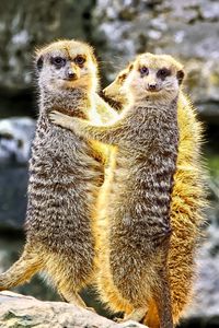 Preview wallpaper meerkats, hugs, funny, wildlife