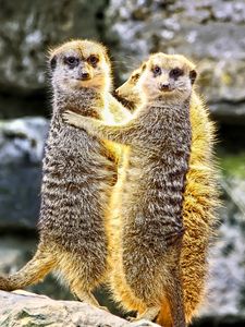 Preview wallpaper meerkats, hugs, funny, wildlife