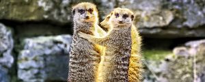 Preview wallpaper meerkats, hugs, funny, wildlife