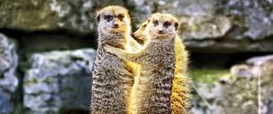 Preview wallpaper meerkats, hugs, funny, wildlife